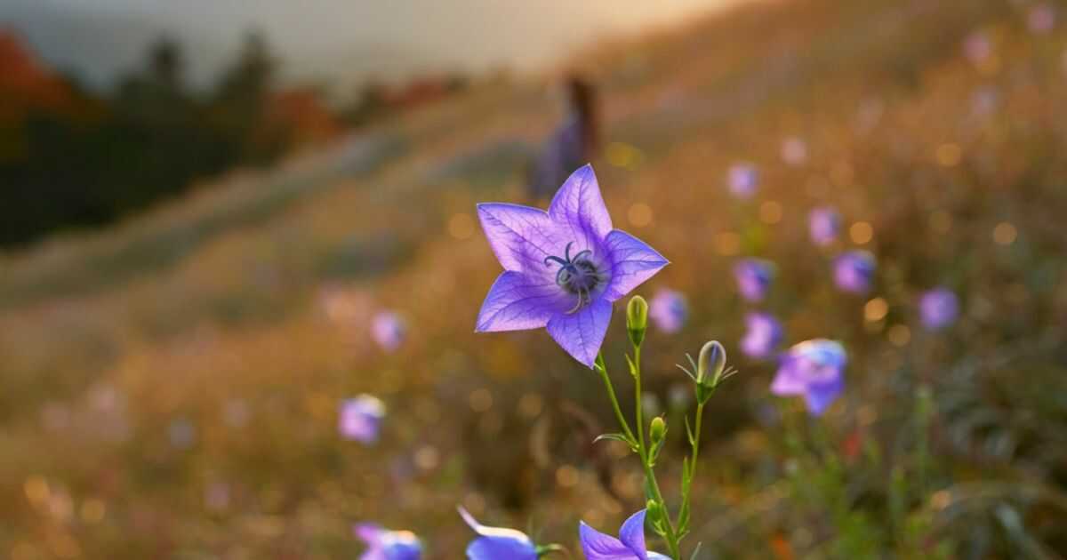 秋の七草に星型の花が！桔梗の魅力と覚え方