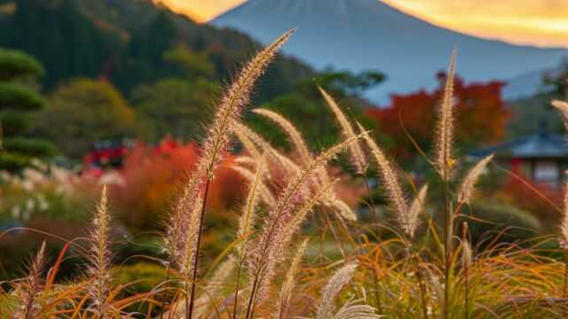 秋の七草のススキには「尾花」という別名がある