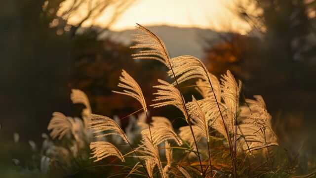 秋の七草のススキには「尾花」という別名がある