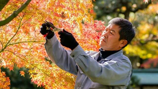 紅葉の葉が枯れるのはなぜ？