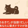 『シバのおきて』が話題！忙しい毎日を頑張るあなたに柴犬ドラマが効く理由